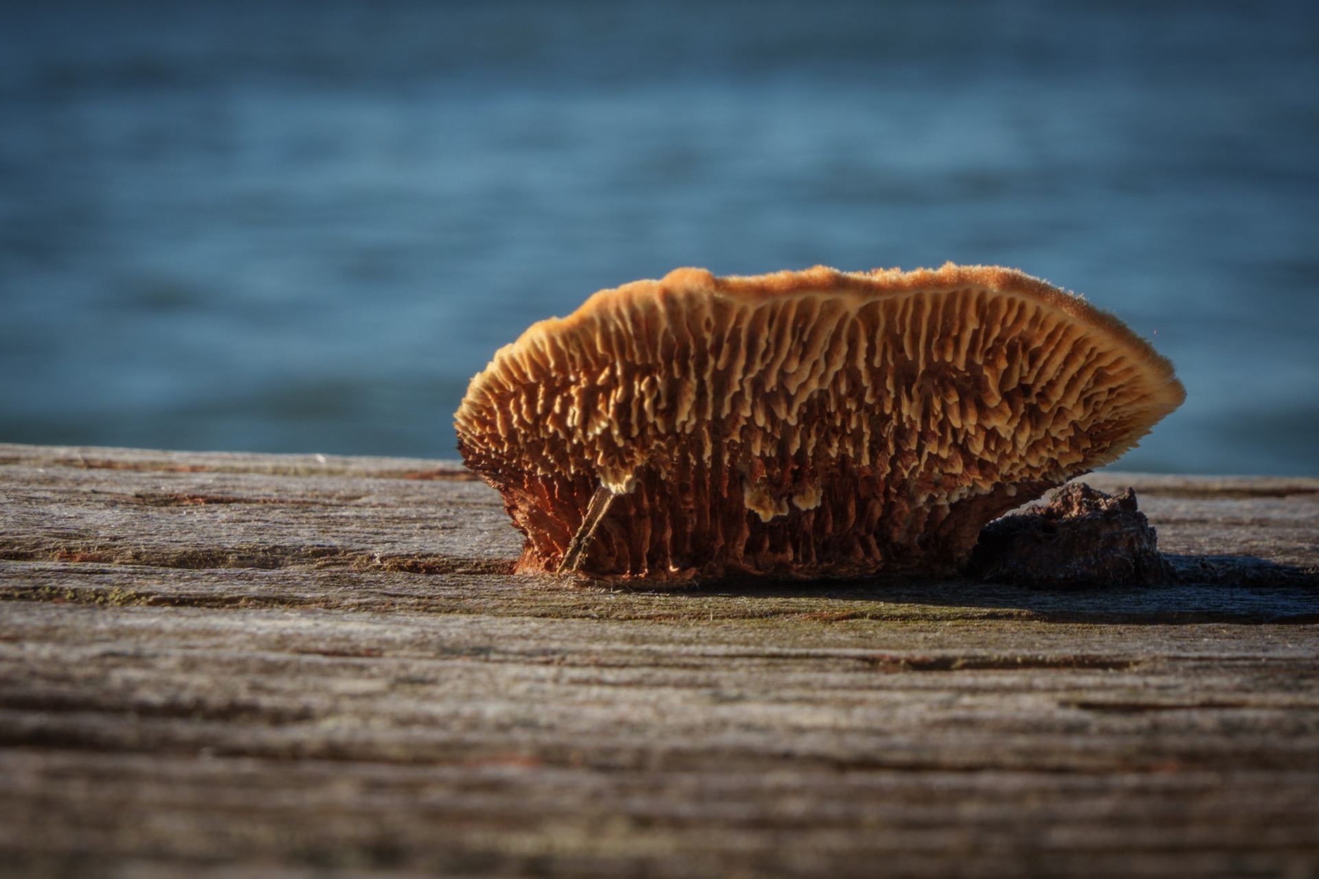 Bracket fungus in golden side light on a pier, water beyond